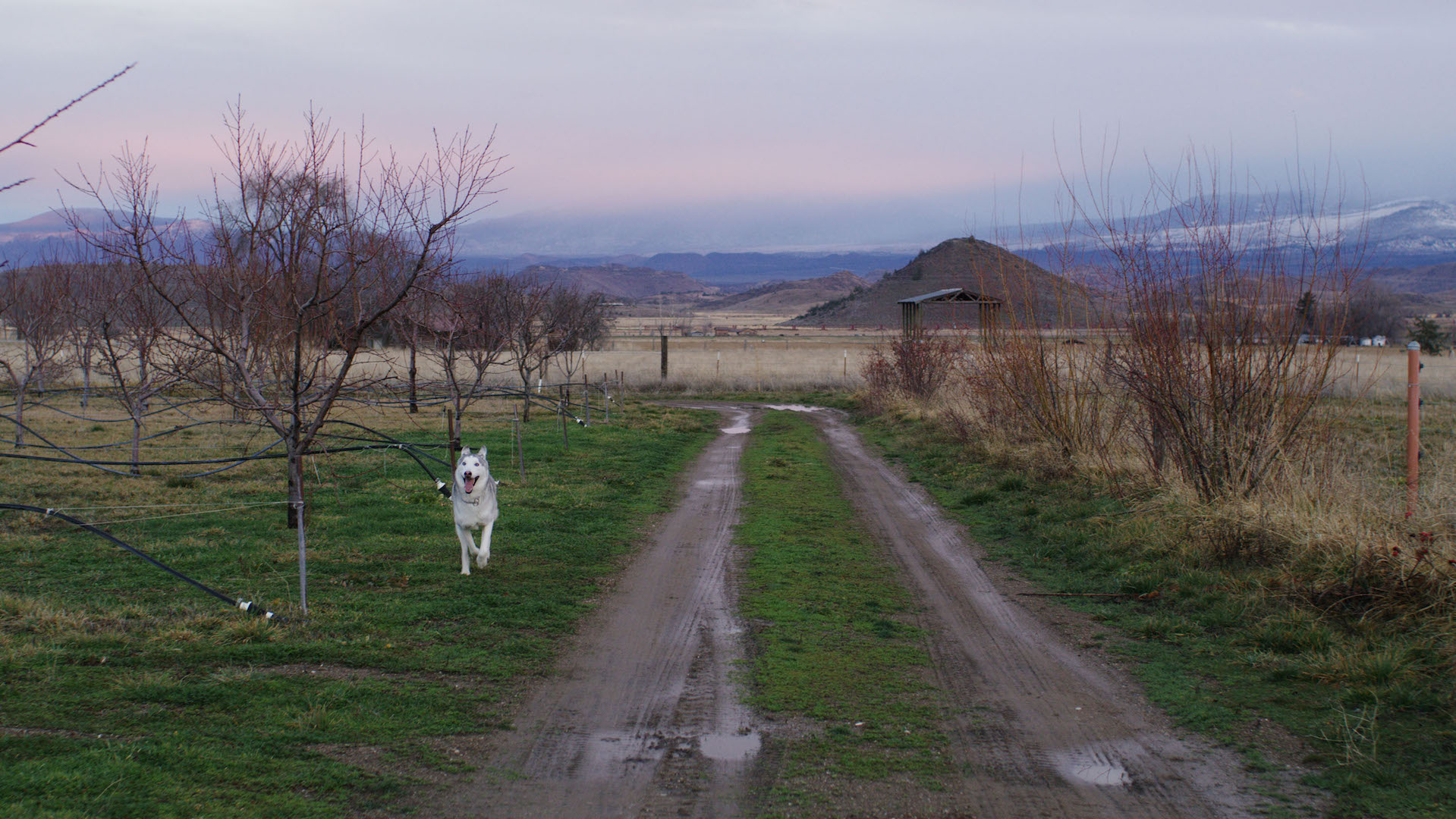 Discover Siskiyou’s DogFriendliest Adventures Discover Siskiyou