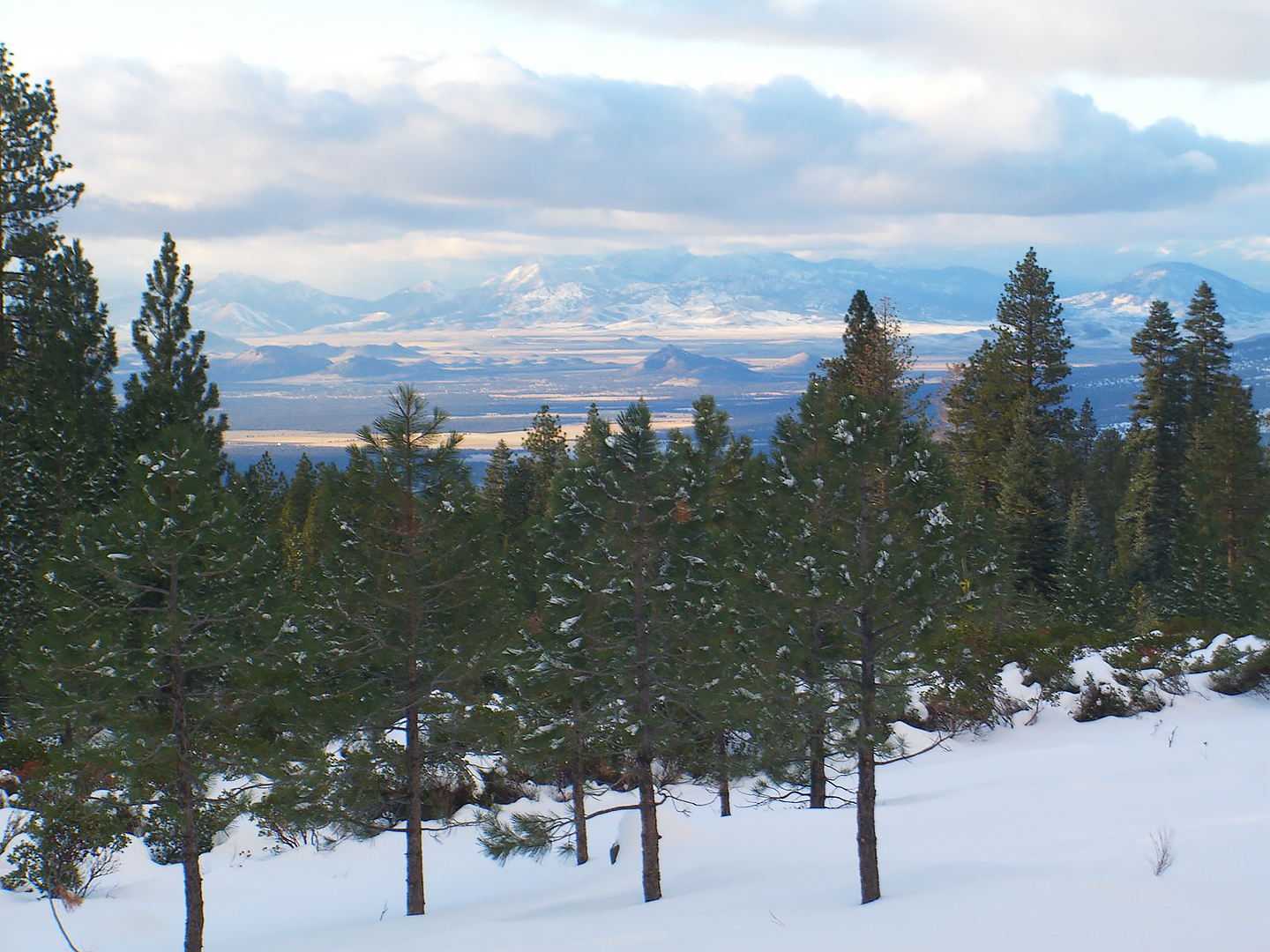Christmas Tree Season Opens in Siskiyou Discover Siskiyou