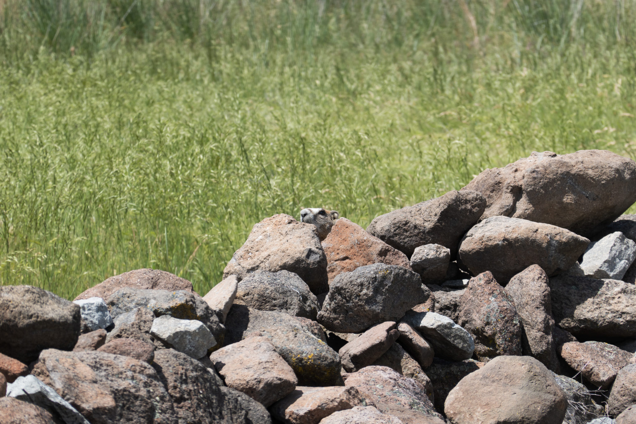 Rock Chuck Discover Siskiyou