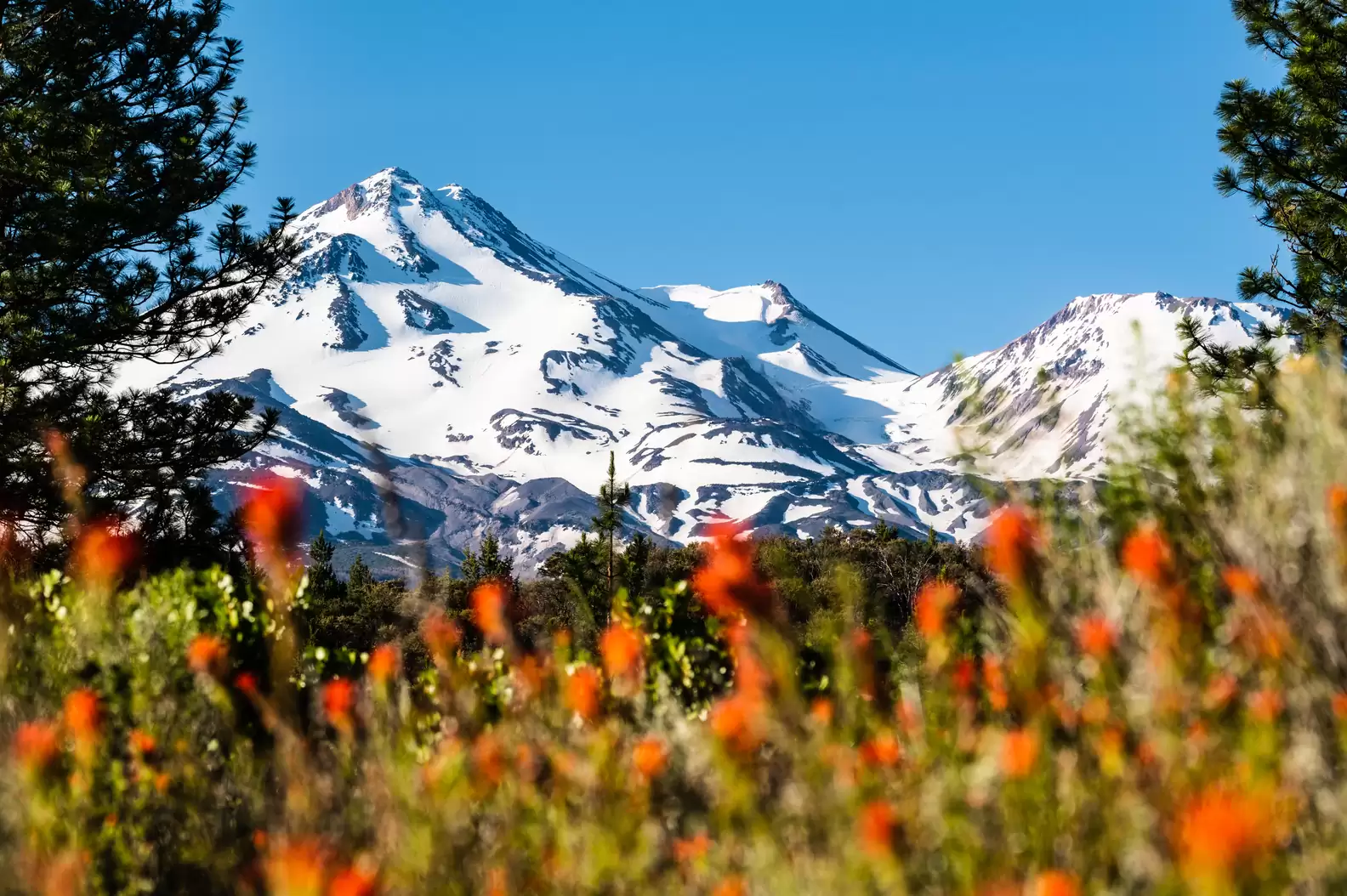 View of Mount Shasta along Volcanic Legacy Scenic Byway